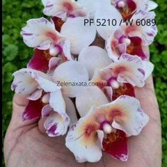 Орхидея бабочка Маленькие полоски драгоценных камней  Phal.Little Gem Stripes "5210" W 6089 (15/20 шт ) PF-5210 фласка колба