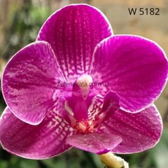 Орхидея Интересная Нелли Phalaenopsis Interesting Nelly W 5182 размер 1.7