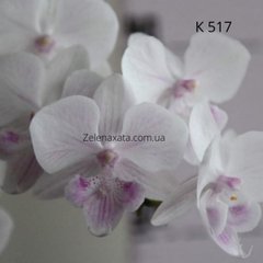 Орхідея Казковий сон Phalaenopsis Fairy dream K 517 Розмір 1.7