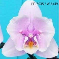 Орхидея бабочка Розовая сказка Phalaenopsis Pink fairy tale  W 5149 (15/20 шт ) PF-5035 фласка колба