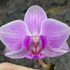 Орхидея Ингрид # 2 Phalaenopsis Ingrid # 2 W 7134 размер 1.7