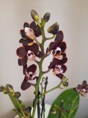 Орхидея Phal. 3/5 ветка 12 горшок 45 см