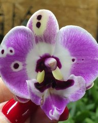 Орхидея не цветущая W 4027 размер 1.7, 1.7