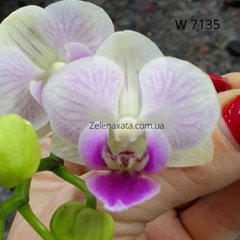 Орхидея Аромат розы # 2 Phalaenopsis Rose Fragrance # 2 W 7135 размер 1.7