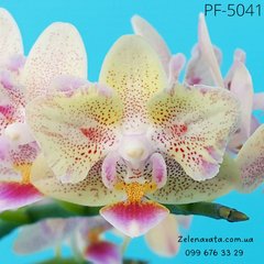 Орхідея метелик Astrid розмір 1.7