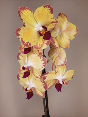 Орхидея Phal. Papagayo Попугай 1 ветка 12 горшок 65 см