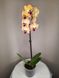 Орхидея Phal. Papagayo Попугай 1 ветка 12 горшок 65 см