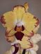Орхідея Phal. Papagayo Папуга 1 гілка 12 горщик 65 см
