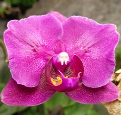 Орхидея Phalaenopsis NO NAME W 3600 размер 1.7, 1.7