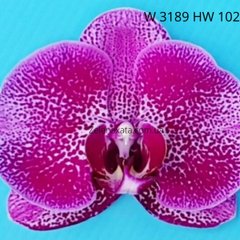 Орхидея Принцесс бордо Phalaenopsis Princesses bordeaux W 3189 HW-102 размер 1.7, 1.7, Бордовый