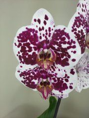 Орхидея Phal. 1 ветка 12 горшок 55 см
