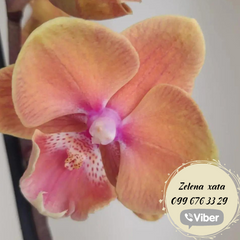 Орхидея Phal. 1 ветка 12 горшок 65 см