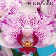 Орхідея метелик Зніжена сакура Phalaenopsis Pampered sakura W 5150 (15/20 шт ) PF-5030 фласка колба