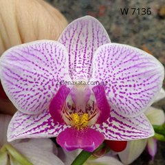 Орхідея Містичний сон # 2 Phalaenopsis Mystical Dream # 2 W 7136 Розмір 1.7