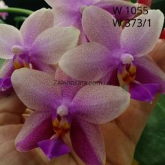 Орхидея Лиодоро Phalaenopsis Liodoro W 1055 / W 373/1 размер 1.7