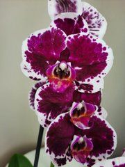 Орхидея Phal. 1 ветка 12 горшок 55 см
