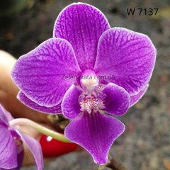 Орхидея Базель Phalaenopsis Basel W 7137 размер 1.7