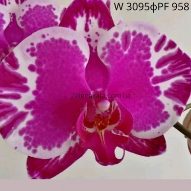 Орхидея Кассиопея Phalaenopsis Cassiopeia W 3095ф PF-958  размер 1.7