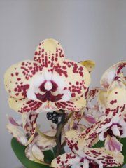 Орхидея Phal. 2 ветки 12 горшок 45 см