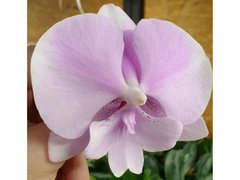 Орхидея не цветущая W 5176 Phal. горшок 1.7, 1.7