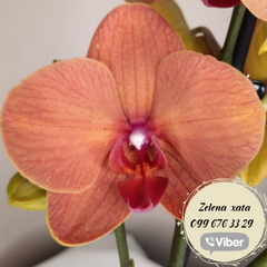 Орхидея Phal. Сурф Сонг  Surf Song 1 ветка 12 горшок 55 см