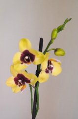 Орхидея Phal. 2 ветки 12 горшок 45 см