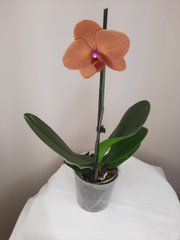 Орхидея Phal. 1 ветка 12 горшок 55 см