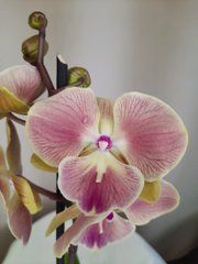Орхидея Phal. 1 ветка 12 горшок 65 см