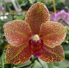 Орхидея Phalaenopsis Miro Sun * Phal. Yaphon Goldrose J403 W 3611 размер 1.7 не цветущая, 1.7