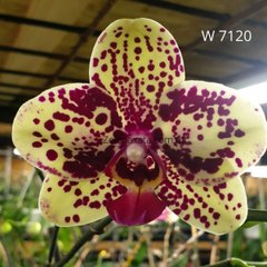 Орхидея Французское кружево Phalaenopsis French lace W 7120 размер 1.7