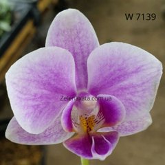 Орхідея Інгрід #3 Phalaenopsis Ingrid #3 W 7139 Розмір 1.7