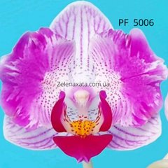 Орхидея бабочка Розовая нежность Phalaenopsis Pink Tenderness PF-5006 размер 1.7