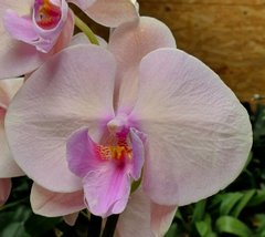 Орхидея не цветущая W 5174 Phal. горшок 1.7, 1.7