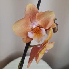 Орхидея Phal. 2 ветки 12 горшок 55 см