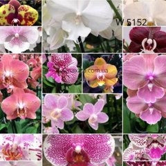 Орхидея детка микс W 5152   размер 1.7