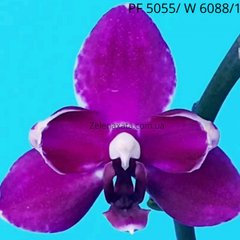 Орхідея метелик Пурпуровий зефір Phalaenopsis Purple marshmallow W 6088/1  PF-5055 Фласк