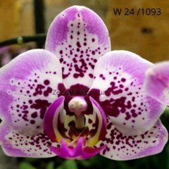 Орхідея Щаслива дівчинка "Рожева пантера" Phalaenopsis Happy Girl "Pink Panther" W 24/1093 розмір 1.7