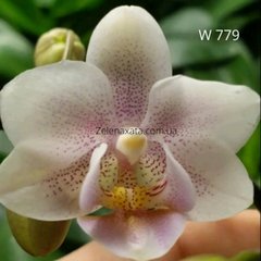 Орхидея Анеля Phalaenopsis Anela W 779 размер 1.7, 1.7, Белый