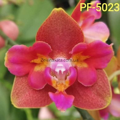 Орхидея бабочка  Коралловый риф Phalaenopsis Coral reef PF-5023 (ФЛАСКА 1 шт )