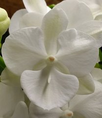 Орхидея не цветущая W 5173 Phal. горшок 1.7, 1.7