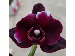 Орхидея цветущая W 3586 размер 1.7, 1.7