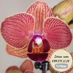 Орхидея Phal. 1 ветка 12 горшок 55 см