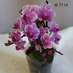 Орхидея Мишка тедди Phalaenopsis Teddy bear W 7119 размер 1.7