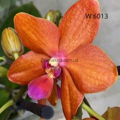 Орхідея Руда бестія Phalaenopsis red-haired beast W 6013 розмір 1.7