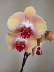 Орхидея Phal. 1 ветка 12 горшок 65 см