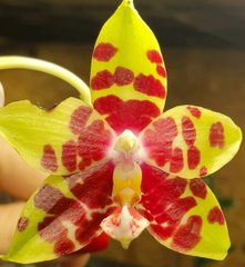 Орхидея Phalaenopsis 100030 размер 1.7, 1.7