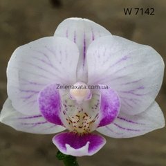 Орхідея Маленька краса  Phalaenopsis Little delight W 7142 Розмір 1.7