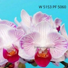 Орхидея бабочка Лепестки сакуры Phalaenopsis Sakura petals W 5153 PF 5060 размер 1.7