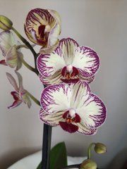 Орхидея Phal. 1 ветка 12 горшок 55 см