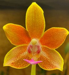 Орхидея Phalaenopsis 100029 размер 1.7, 1.7